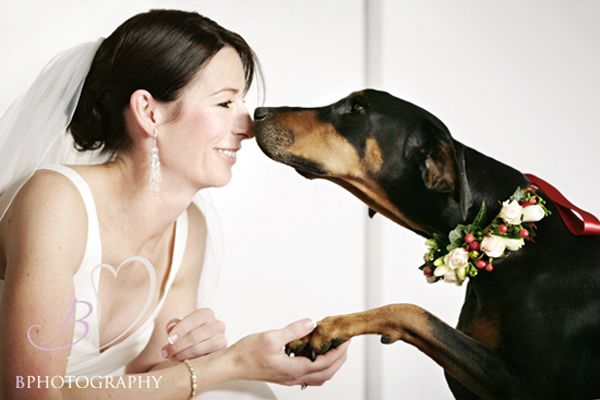  photo Doberman-Wedding-Dog.jpg