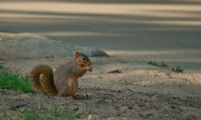 IMAGE: http://i921.photobucket.com/albums/ad51/bleezyblake/Animals/squirrel11of1-1.jpg