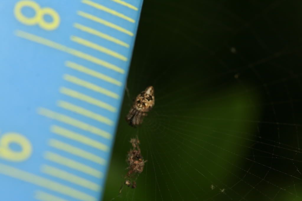 IMAGE: http://i921.photobucket.com/albums/ad51/bleezyblake/Summer%20Bugs/IMG_0041.jpg