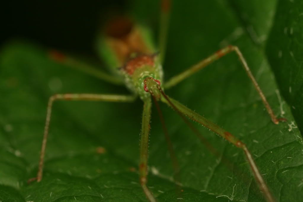 IMAGE: http://i921.photobucket.com/albums/ad51/bleezyblake/Summer%20Bugs/IMG_0121.jpg