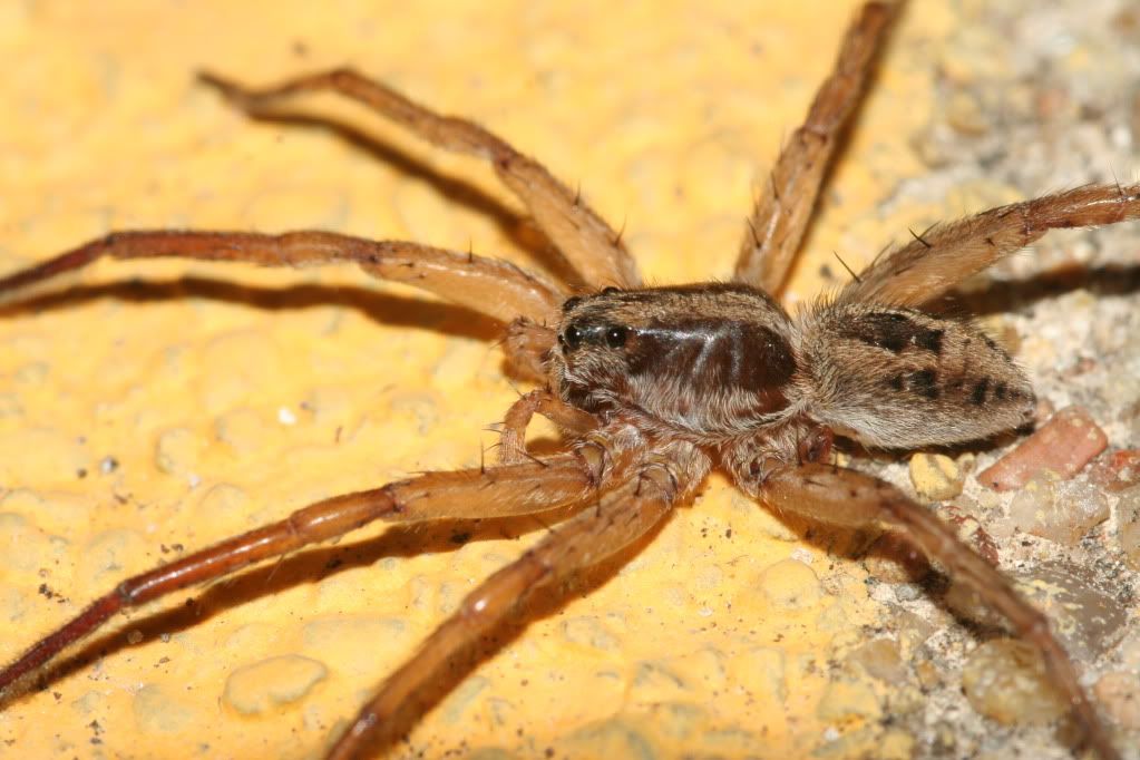 IMAGE: http://i921.photobucket.com/albums/ad51/bleezyblake/Summer%20Bugs/IMG_0171.jpg