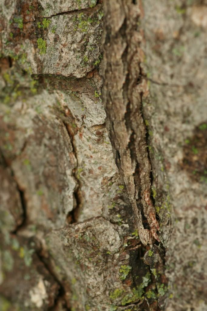 IMAGE: http://i921.photobucket.com/albums/ad51/bleezyblake/Summer%20Bugs/IMG_0229.jpg