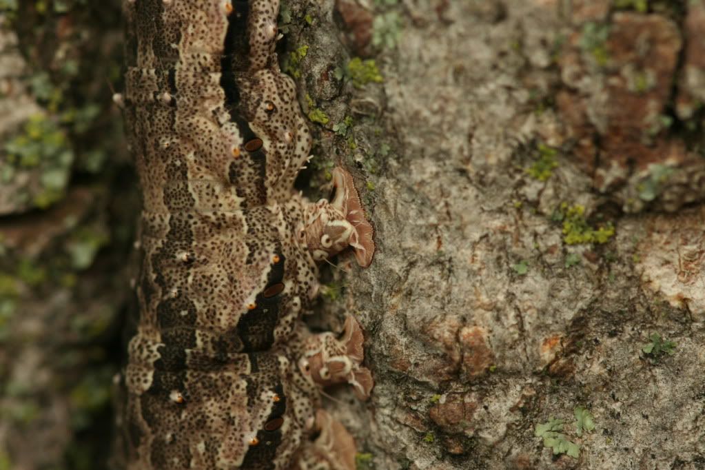 IMAGE: http://i921.photobucket.com/albums/ad51/bleezyblake/Summer%20Bugs/IMG_0232.jpg