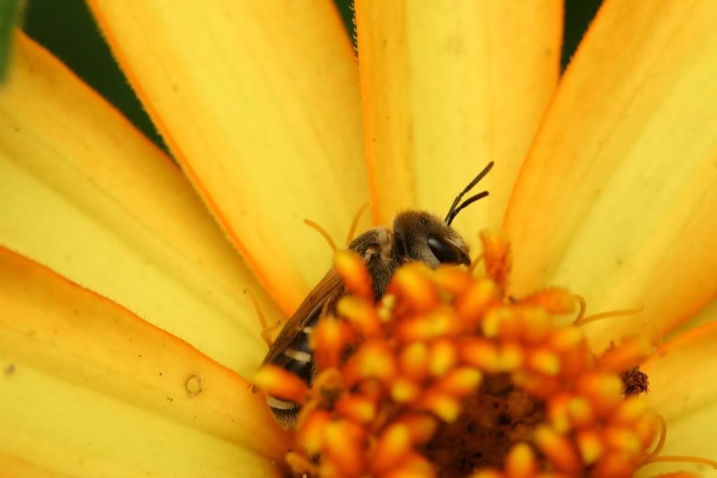 IMAGE: http://i921.photobucket.com/albums/ad51/bleezyblake/Summer%20Bugs/IMG_0361.jpg