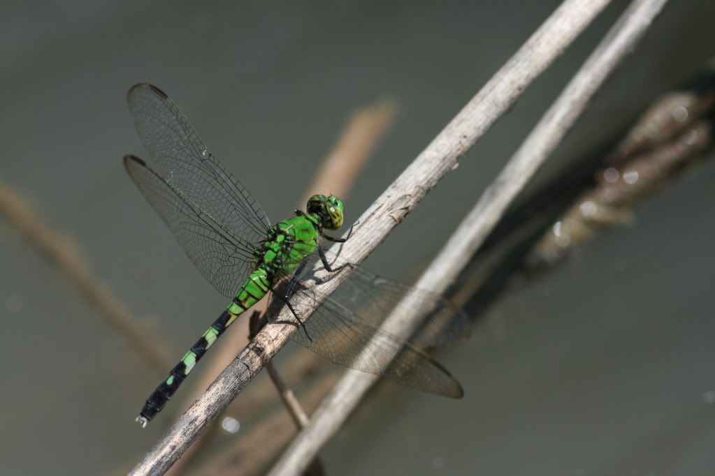 IMAGE: http://i921.photobucket.com/albums/ad51/bleezyblake/Summer%20Bugs/IMG_0406.jpg