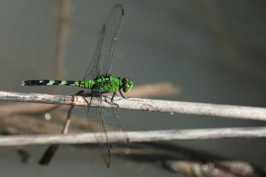 IMAGE: http://i921.photobucket.com/albums/ad51/bleezyblake/Summer%20Bugs/IMG_0407.jpg