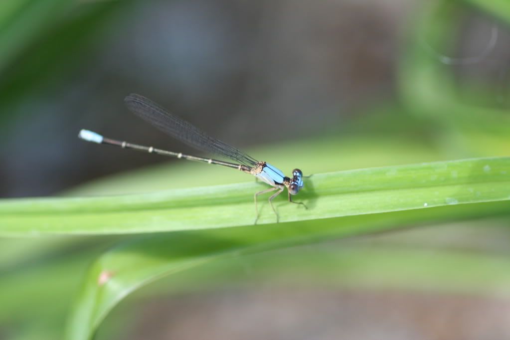 IMAGE: http://i921.photobucket.com/albums/ad51/bleezyblake/Summer%20Bugs/IMG_0410.jpg