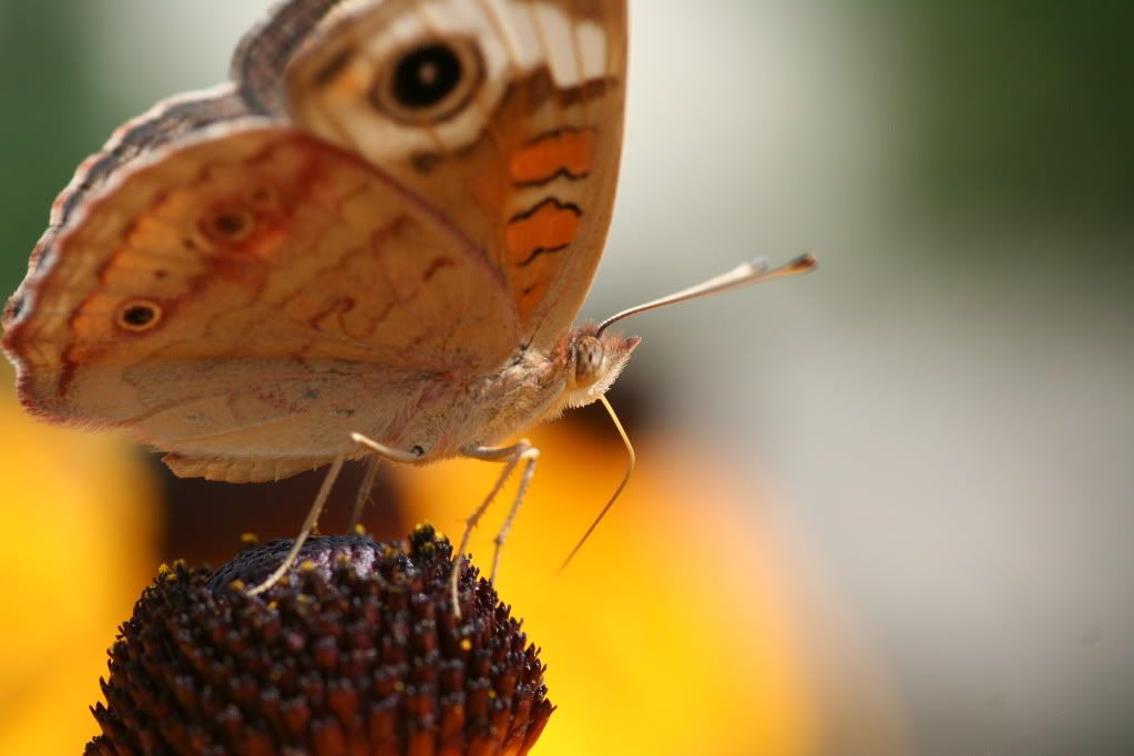 IMAGE: http://i921.photobucket.com/albums/ad51/bleezyblake/Summer%20Bugs/IMG_0419.jpg