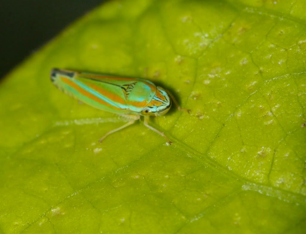 IMAGE: http://i921.photobucket.com/albums/ad51/bleezyblake/Summer%20Bugs/IMG_9344.jpg