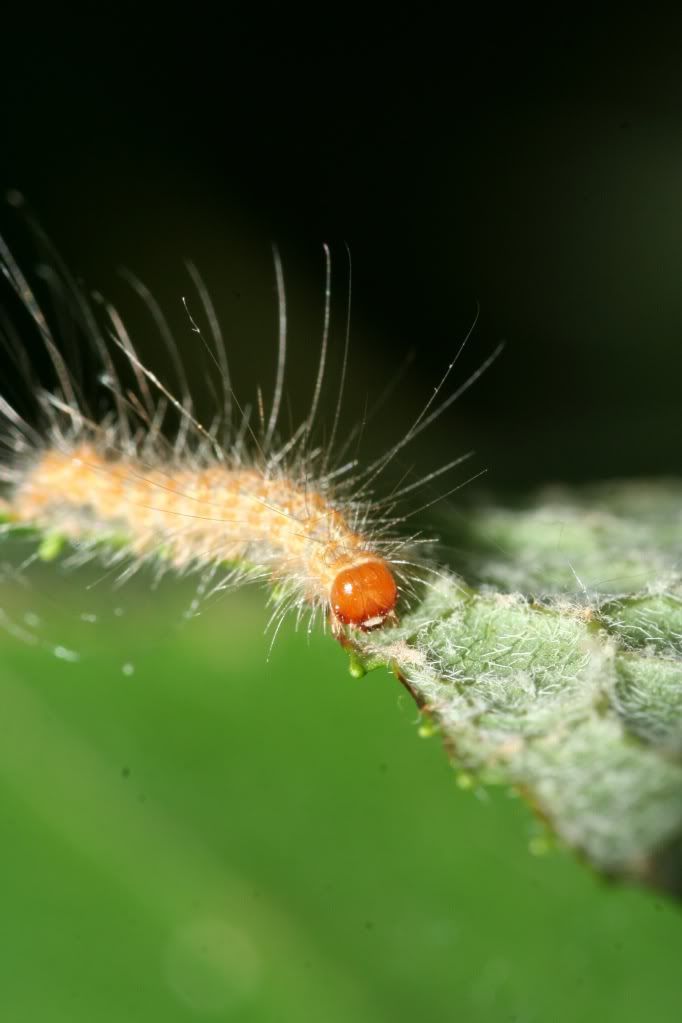 IMAGE: http://i921.photobucket.com/albums/ad51/bleezyblake/Summer%20Bugs/IMG_9347.jpg