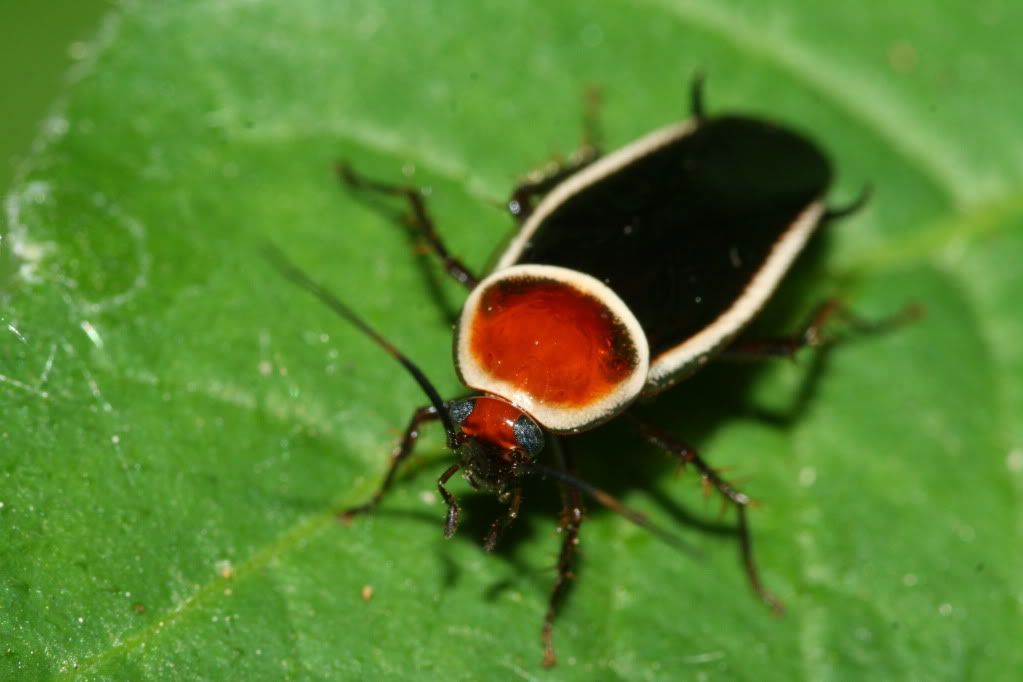 IMAGE: http://i921.photobucket.com/albums/ad51/bleezyblake/Summer%20Bugs/IMG_9395.jpg