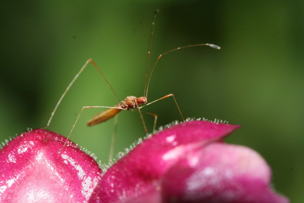 IMAGE: http://i921.photobucket.com/albums/ad51/bleezyblake/Summer%20Bugs/IMG_9499.jpg