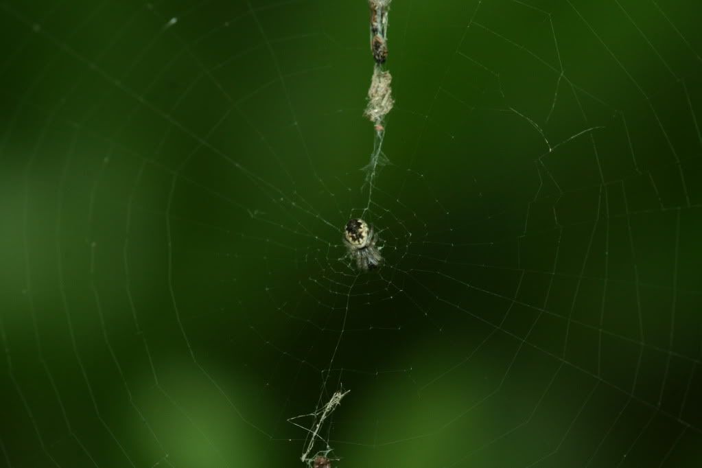 IMAGE: http://i921.photobucket.com/albums/ad51/bleezyblake/Summer%20Bugs/IMG_9943.jpg