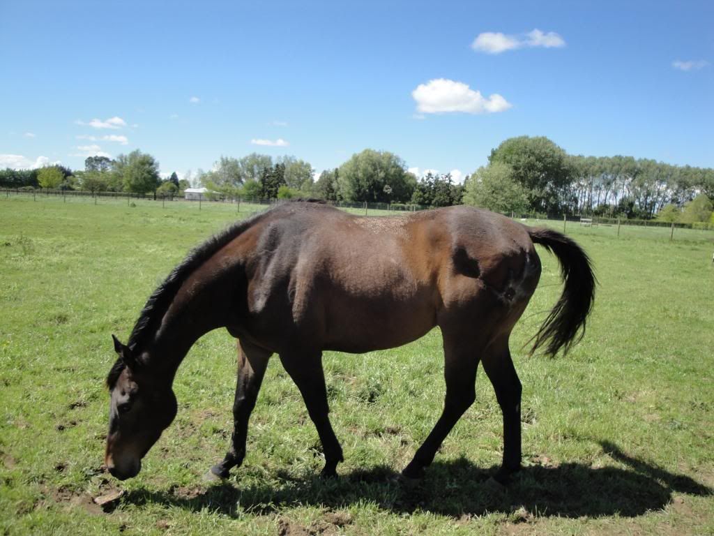 DSC00566.jpg Scared horse image by nico10015