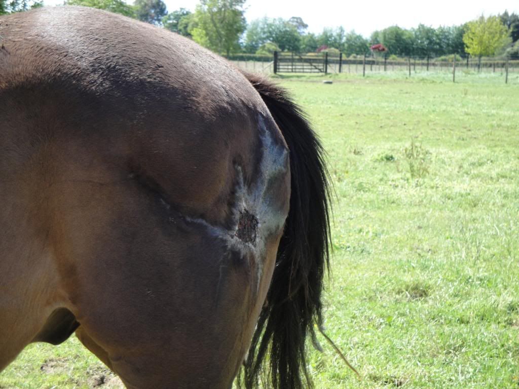 DSC00567.jpg Scared horse image by nico10015