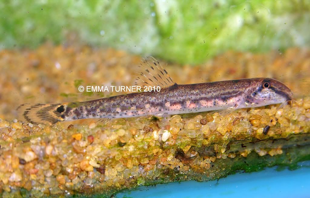 horse faced loach