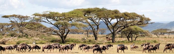 serengeti4w.jpg