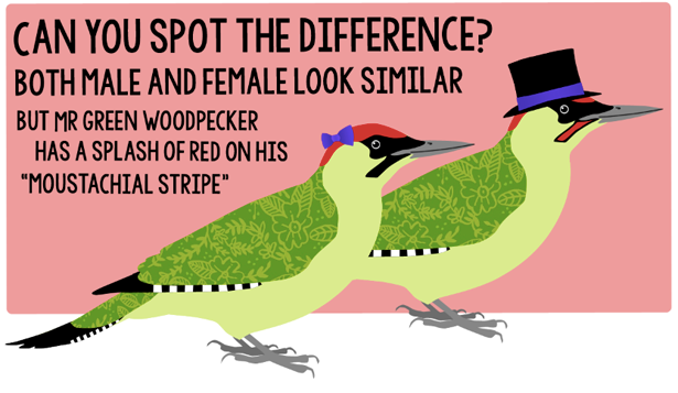  photo green_woodpecker_2_zpsc53eb09a.png