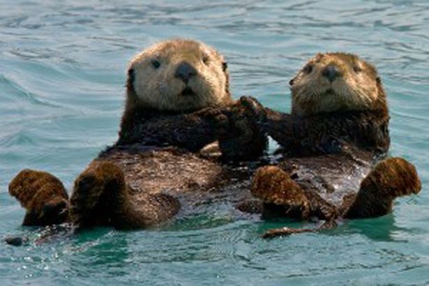  photo sea-otters-300x200_zps543b025f.jpg