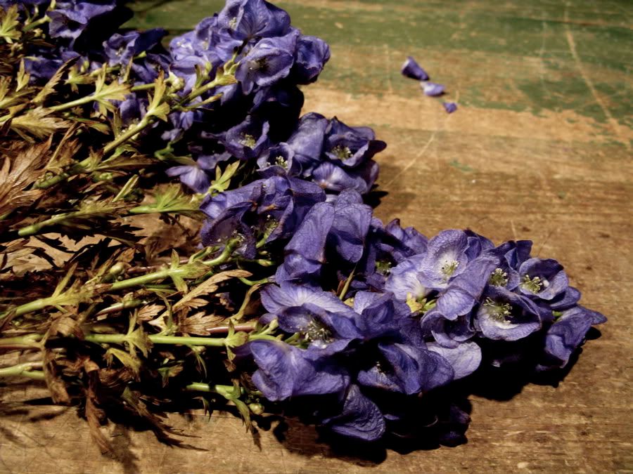 monkshood1.jpg?t=1256969946