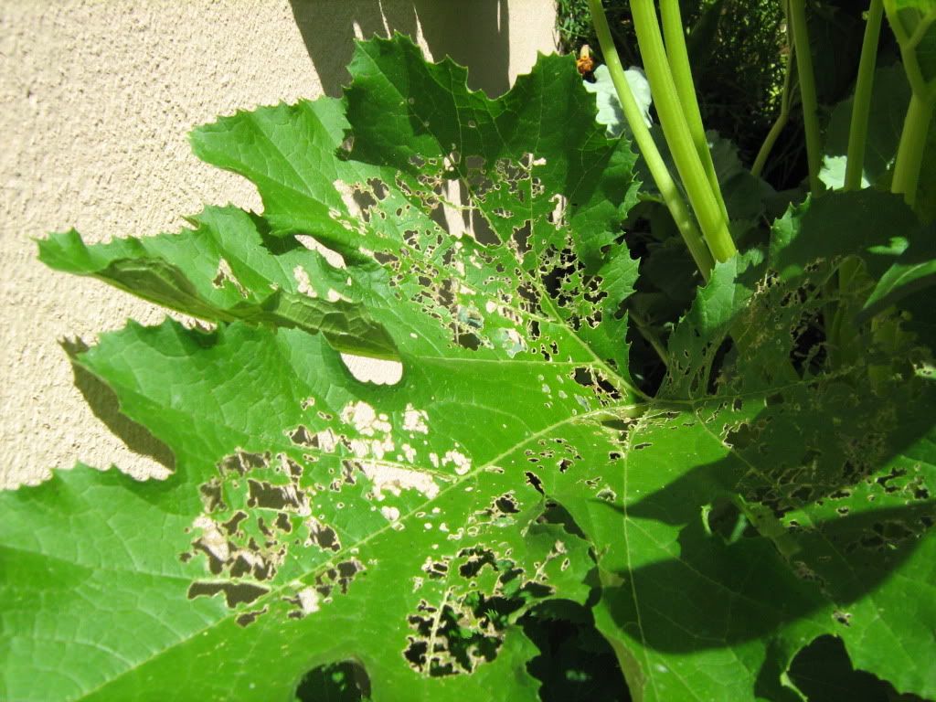 What's eating my Squash & Bell Peps, Photos included • HelpfulGardener