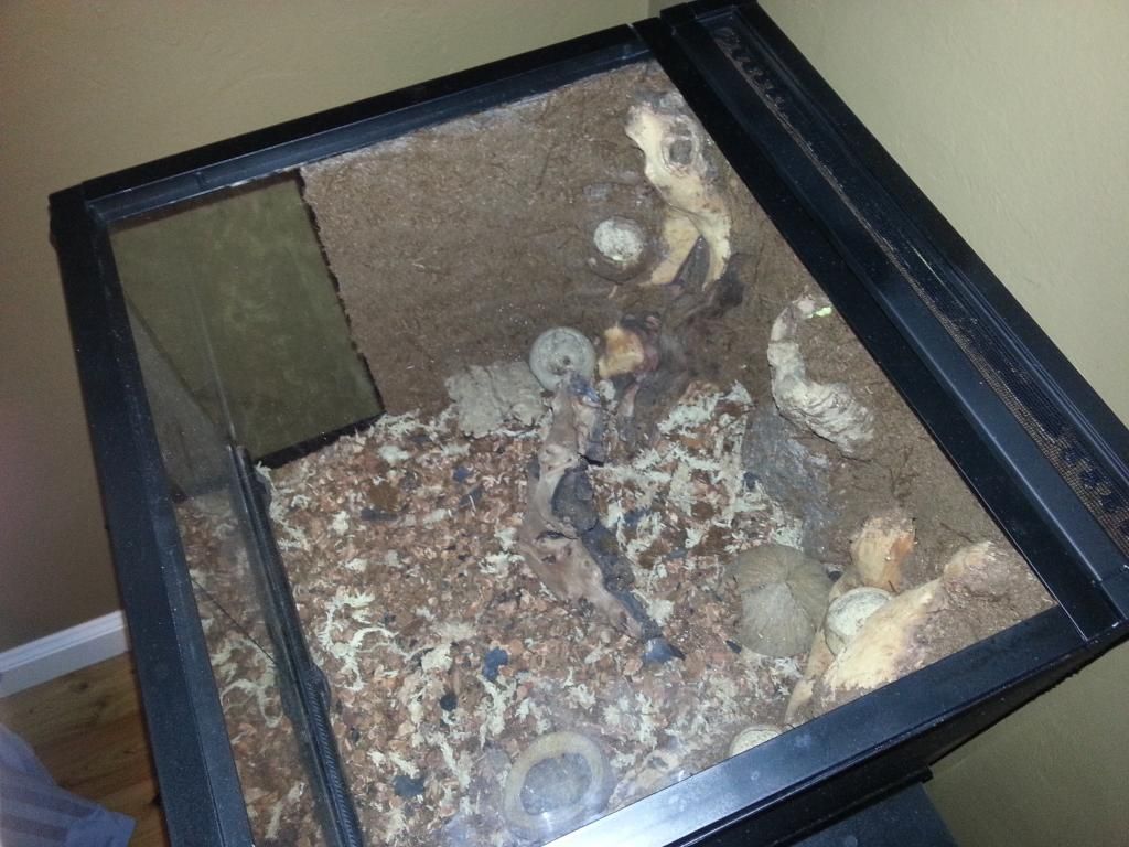 Exo Terra screen lid replacement Dendroboard