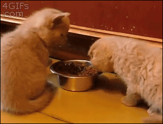  photo Kitten-steals-food_zpsz1xcrx1z.gif