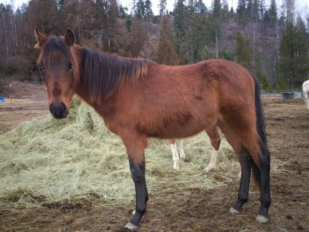 coon footed horse