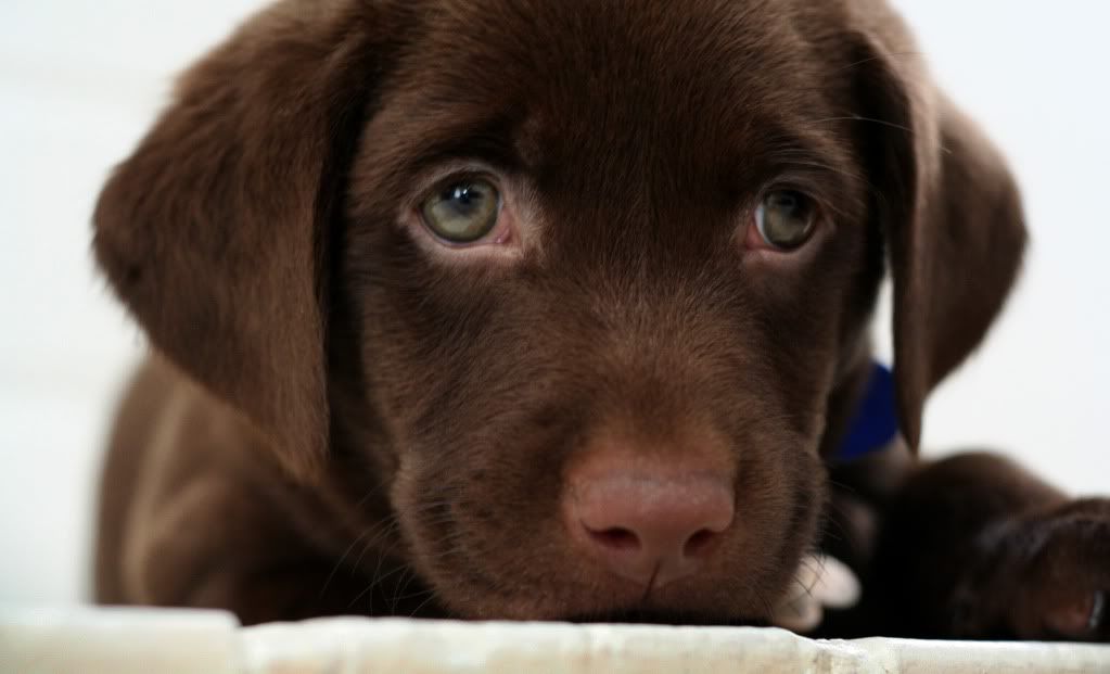 puppy.jpg cute labrador puppy image by iloveyougurl123