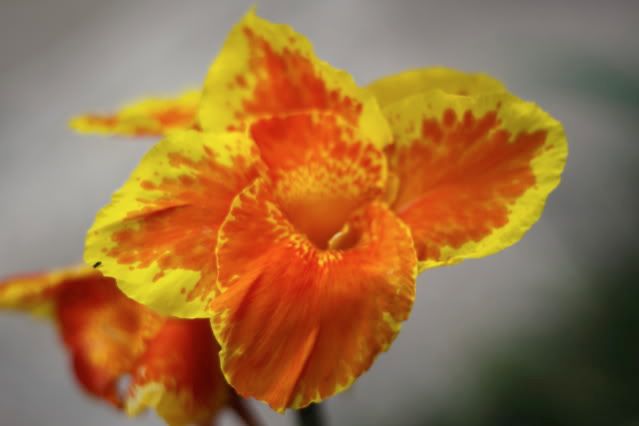 IMAGE: http://i921.photobucket.com/albums/ad58/robresq2/flowers/IMG_7782.jpg