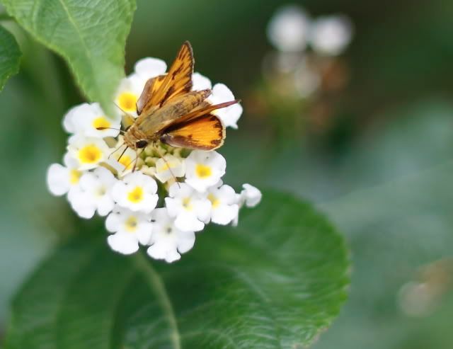 IMAGE: http://i921.photobucket.com/albums/ad58/robresq2/flowers/IMG_7852.jpg