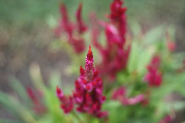 IMAGE: http://i921.photobucket.com/albums/ad58/robresq2/flowers/IMG_7860.jpg