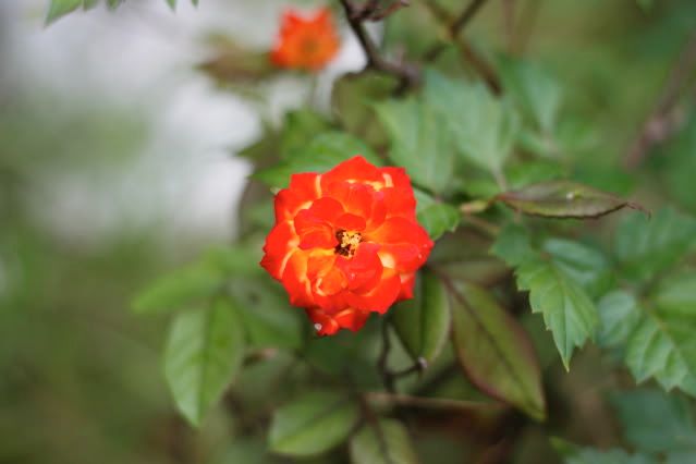 IMAGE: http://i921.photobucket.com/albums/ad58/robresq2/flowers/IMG_7872.jpg