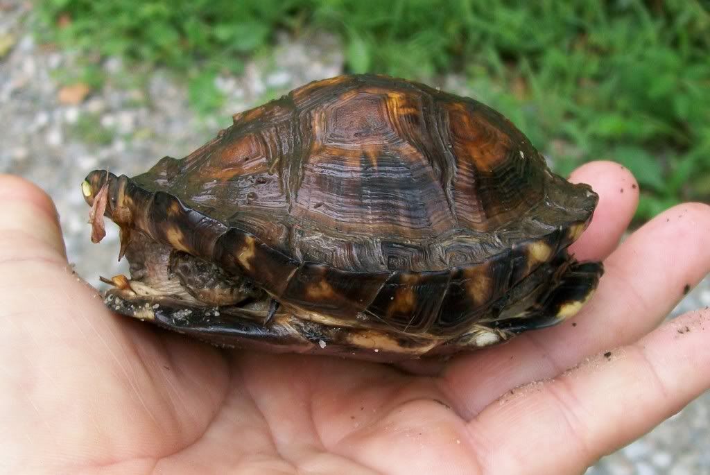 Deformed Eastern Box Turtle - Field Herp Forum