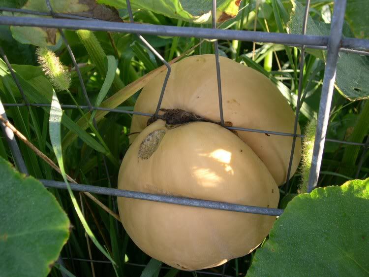 Stuck Pumpkin
