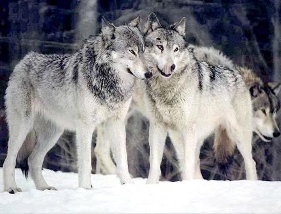 Wolf Pictures, Images and Photos