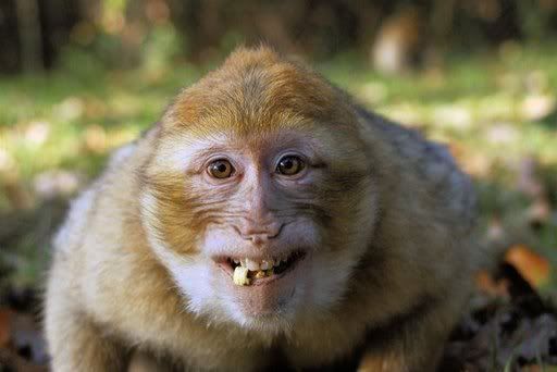 funny images of monkeys. funny monkeys Image