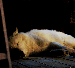 photo tumblr_o6kcorfSD71r00543o3_r2_250.gif