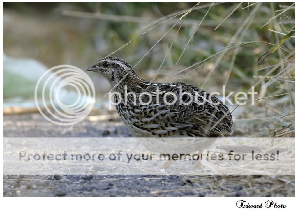 *o)japanese quail 鹌鹑*o)