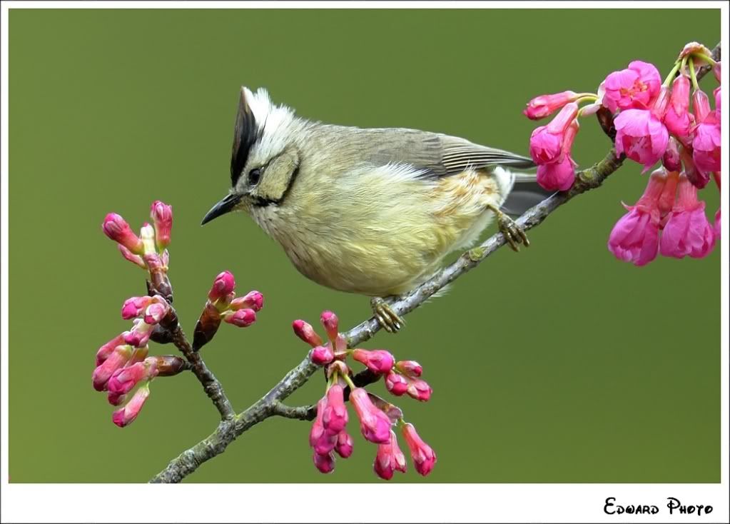 冠羽画眉 yuhina brunneiceps