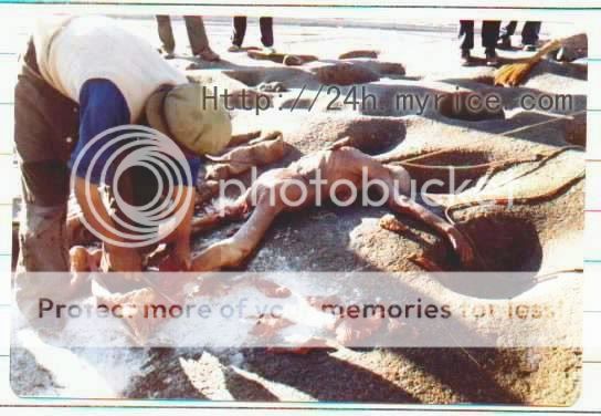 有血有肉之天葬图片~~慎入