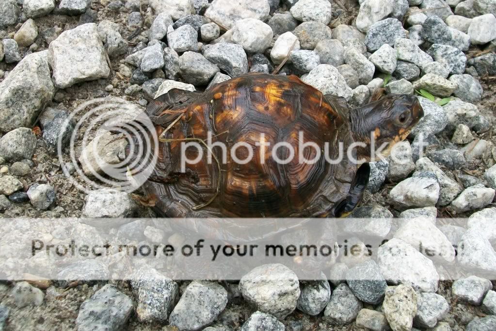 Field Herp Forum • View topic - Deformed Eastern Box Turtle