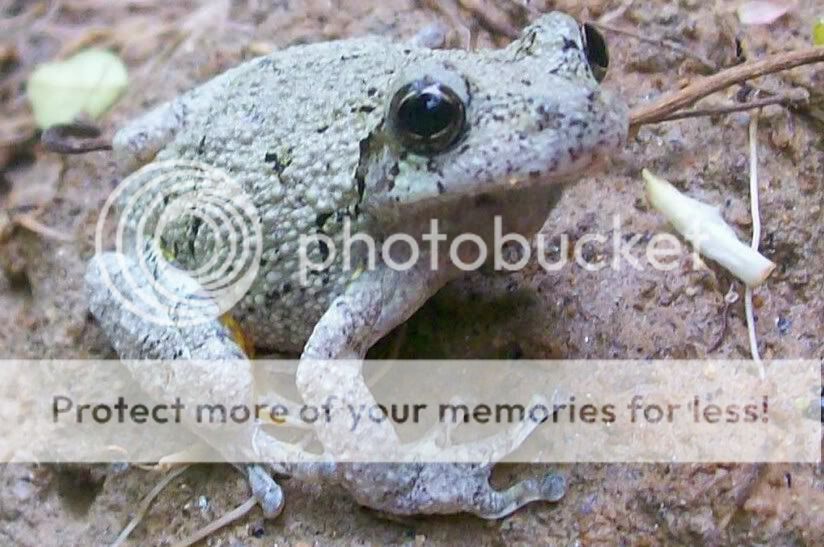 Some herps from South Carolina - Field Herp Forum